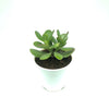 Crassula ovata- Jade plant