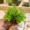 Selaginella - spike moss
