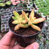 Sedum Nussbaumerianum