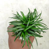 Dwarf mondo Grass
