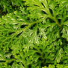 Selaginella - spike moss