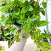Peperomia angulata beetle peperomia