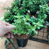 Dwarf Jade Portulacaria arfa