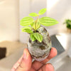 Peperomia angulata beetle peperomia