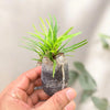 Hemigraphis Dragons tongue plant