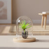 Dragon’s Tongue – Hemigraphis – Terrarium Plant