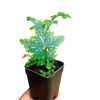 Selaginella peacock ferns