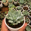 Senecio cephalophorus
