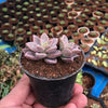 Graptosedum alpenglow