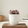 Graptosedum ‘Alpenglow’ – Succulent