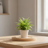 Pompom Fern – Terrarium Plant