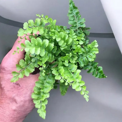 Pompom fern