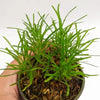 Hemigraphis Dragons tongue plant
