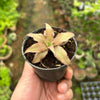 Cryptanthus acaulis