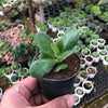 Crassula ovata- Jade plant