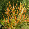 Firesticks - pencil cactus
