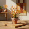 Firesticks Pencil Cactus – Euphorbia tirucalli – Succulent