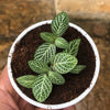 Fittonia regular