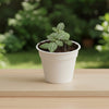 Green Fittonia – Terrarium Plant