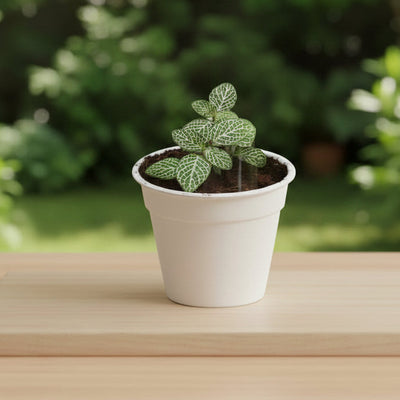 Green Fittonia – Terrarium Plant
