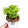 Selaginella - Club moss