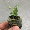 Dischidia ruscifolia million hearts