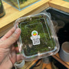 Hypnum sheet moss live moss for terrariums