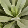 Senecio cephalophorus