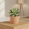 Senecio cephalophorus – Succulent