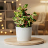 Iresine herbstii – Indoor Plant
