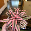 Cryptanthus pink big