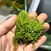 Hypnum sheet moss live moss for terrariums