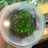 Drosera spatulata