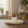 Red Fittonia – Terrarium Plant