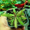Drosera adelae