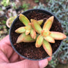 Sedum Nussbaumerianum