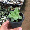 Haworthia Cymbiformis