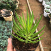 Senecio barbertonicus